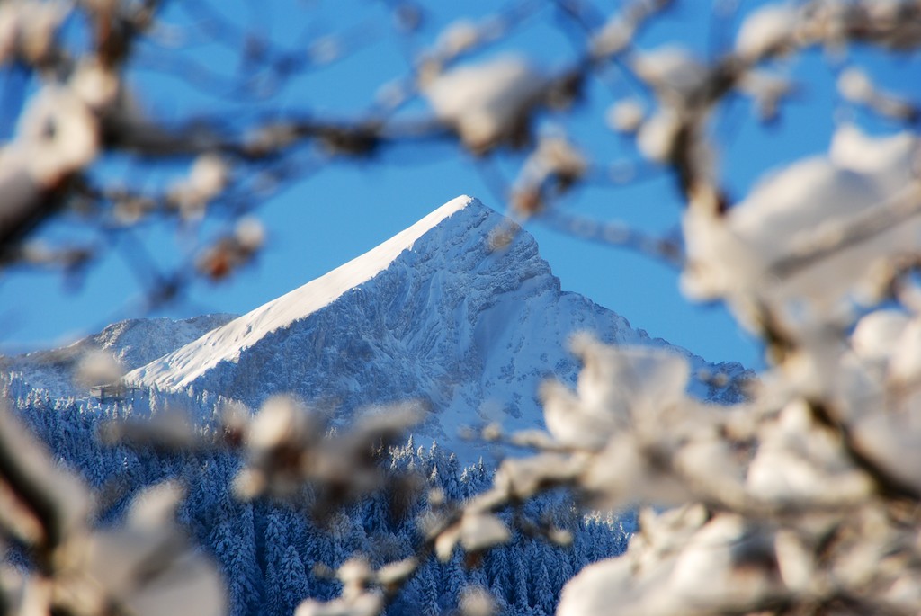 Blick auf die verschneite Alpspitze durch schneebedeckte Äste